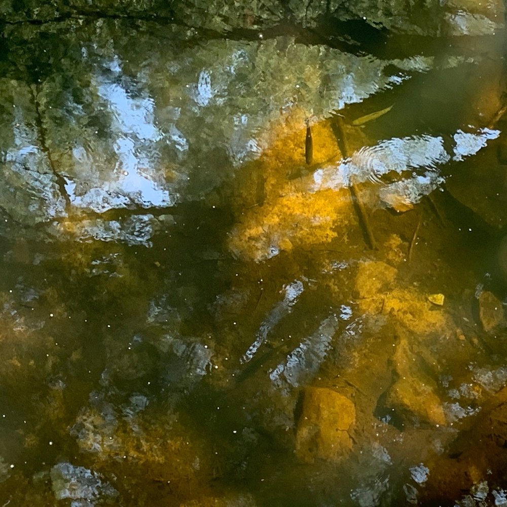 Parker Dam State Park - Trout!!! - Parks Near Me - Penfield, Pennsylvania