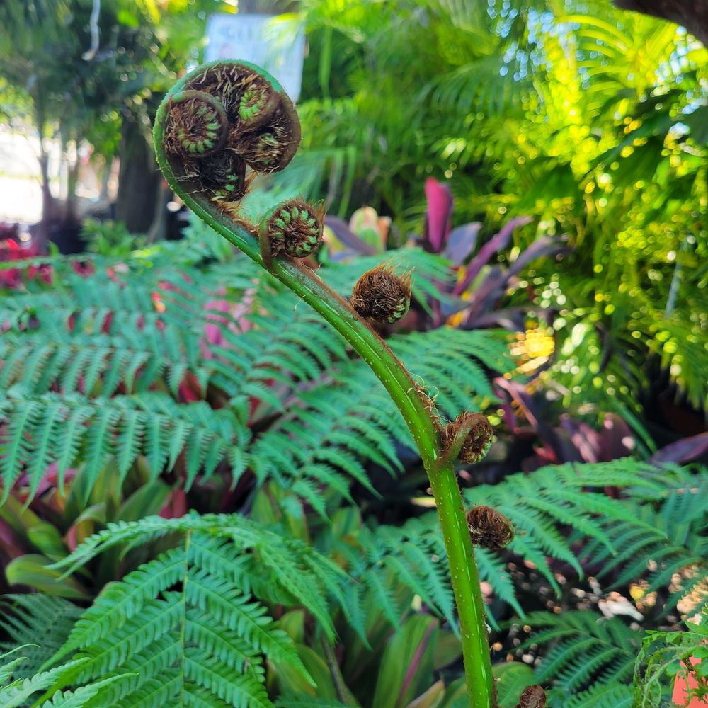 Discount Palms and Plants - Landscaping Near Me - Largo, Florida Discount Palms and Plants - Landscaping Near Me - Largo, Florida