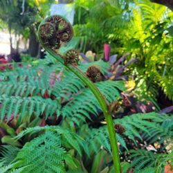 Discount Palms and Plants