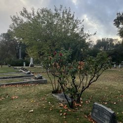 Auburn Cemetery District - This rose bush is so nice. :) (old auburn cemetery)