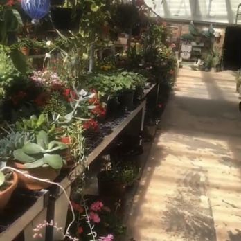 Traci's Greenhouse - A gardener's Disneyland!! - Nurseries & Gardening Near Me - Clovis, New Mexico Traci's Greenhouse - A gardener's Disneyland!! - Nurseries & Gardening Near Me - Clovis, New Mexico