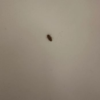 Inn at Eagle Mountain - Bug on the wall - Hotels Near Me - Fountain Hills, Arizona Inn at Eagle Mountain - Bug on the wall - Hotels Near Me - Fountain Hills, Arizona