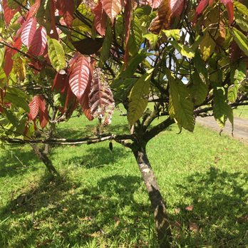 Lavaloha - Cacao tree - Chocolatiers & Shops Near Me - Hilo, Hawaii