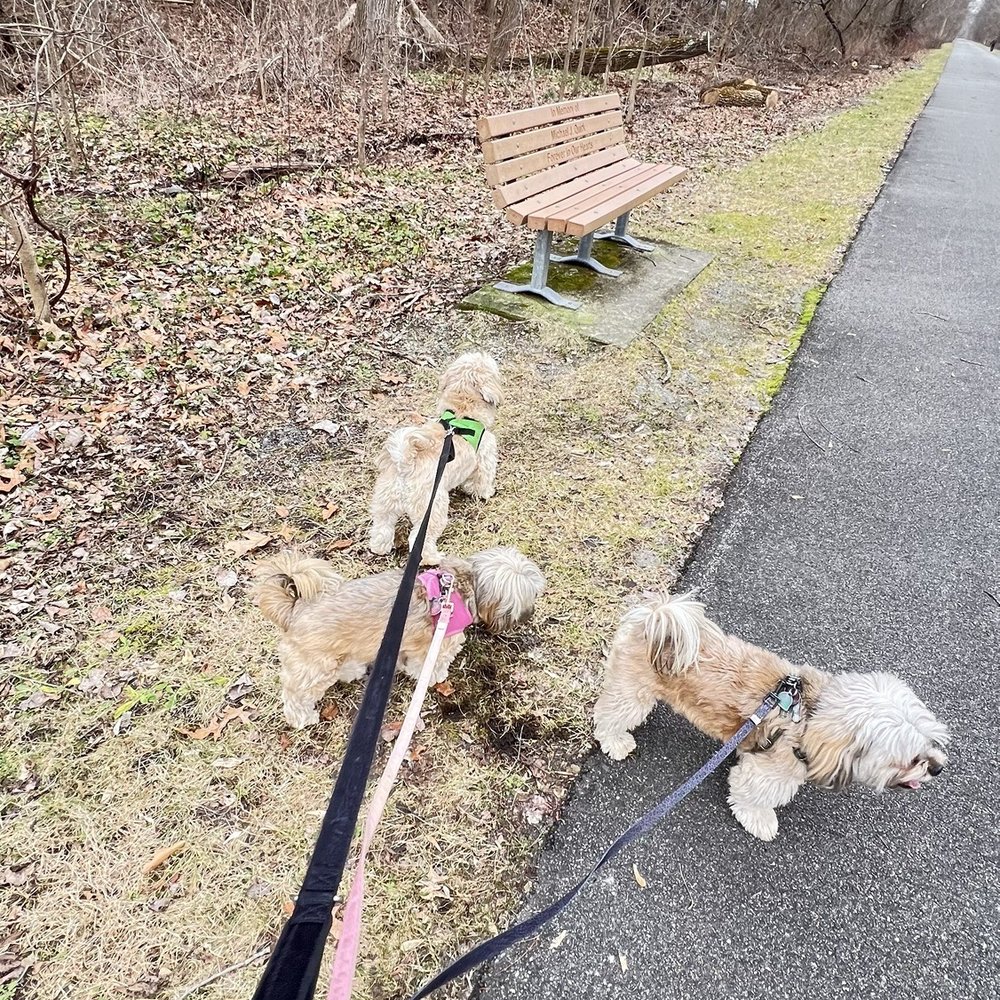 Dutchess County Rail Trail - 3 dogs walking on this trail - Hiking Near Me Dutchess County Rail Trail - 3 dogs walking on this trail - Hiking Near Me