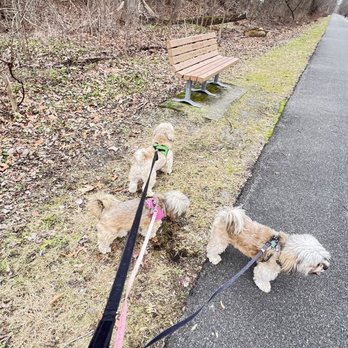 Dutchess County Rail Trail - 3 dogs walking on this trail - Three small dogs are on leashes, walking along a paved trail next to a grassy area with leafless trees and a wooden bench. - Hiking Near Me