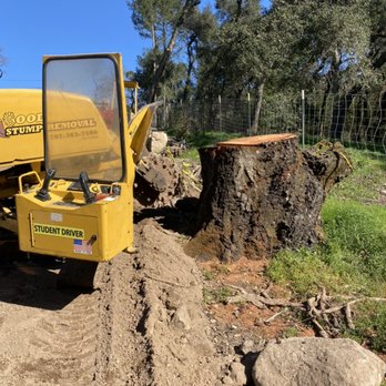 Good Stump Removal - Tree Services Near Me - Napa, California Good Stump Removal - Tree Services Near Me - Napa, California