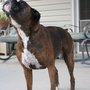 Photo of Fit For A Dog