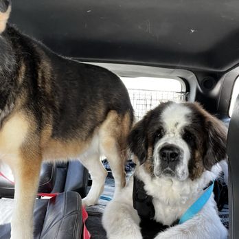 Agave Pet Grooming - Jethro! - Pet Groomers Near Me - El Paso, Texas Agave Pet Grooming - Jethro! - Pet Groomers Near Me - El Paso, Texas