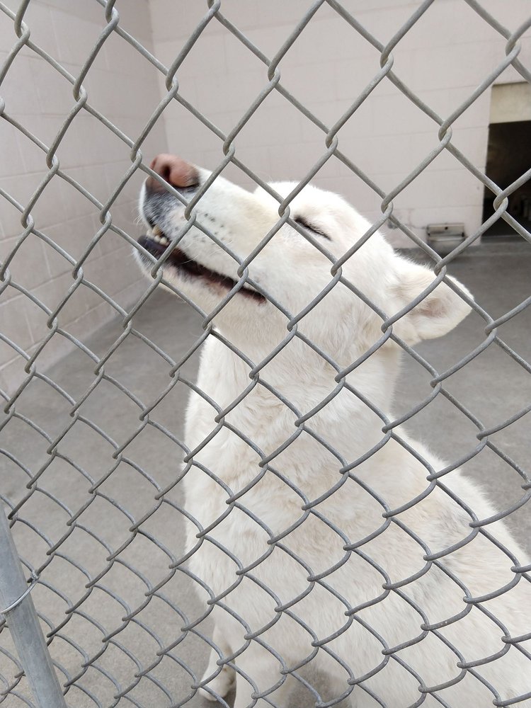 FRONT STREET ANIMAL SHELTER 179 Photos & 154 Reviews Animal