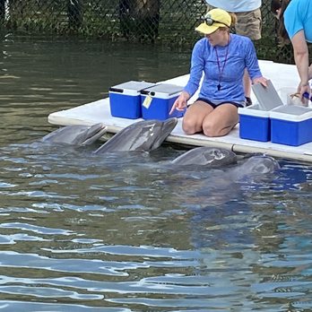 Dolphin Research Center - Tours Near Me - Marathon, Florida Dolphin Research Center - Tours Near Me - Marathon, Florida