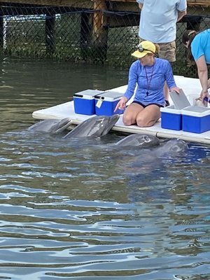 Dolphin Research Center by null