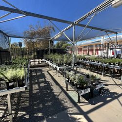 Waterwise Community Nursery - California native and waterwise plant stock
