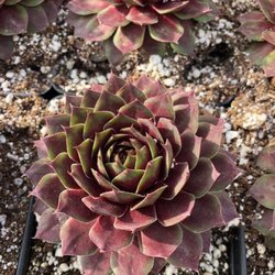 Lowe’s Nursery