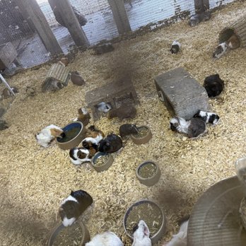 Nick’s Pets - Excessive guinea pigs just breeding - Pet Stores Near Me - Fort Pierce, Florida