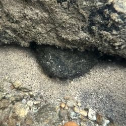 Oxbow River Snorkeling - An elusive and beautiful hellbender peering out from its den.