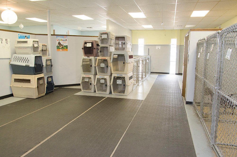 DOGGY DAY CARE Updated September 2024 12 Photos 323 N Mathewson