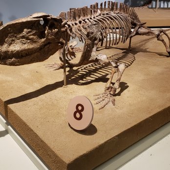 Field Museum - Ophiacodontids - Museums Near Me - Chicago, Illinois