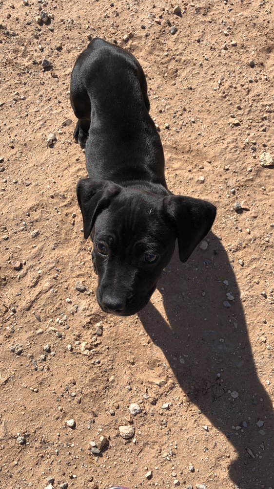 Anika's Pet Services - pet boarding facility in El Paso, TX