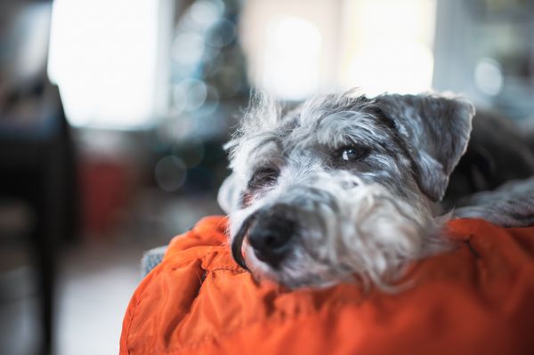 purrfectly pampered paws