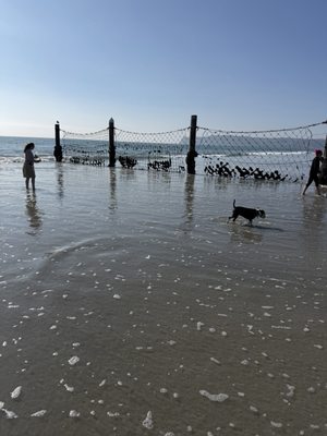 Coronado Dog Beach by null