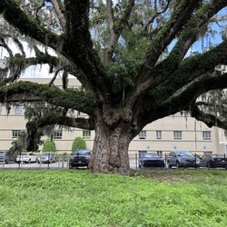 Candler Oak