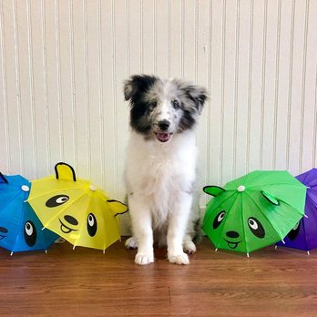 Chucktown Charley - Chucktown Charley - Puppy training with stimuli - Pet Groomers Near Me - Johns Island, South Carolina Chucktown Charley - Chucktown Charley - Puppy training with stimuli - Pet Groomers Near Me - Johns Island, South Carolina