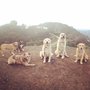 Matty's Mutts