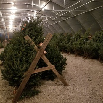 Murphy's Christmas Trees - "Oh Christmas tree..oh Christmas tree.." - Christmas Trees Near Me - Addison, Illinois