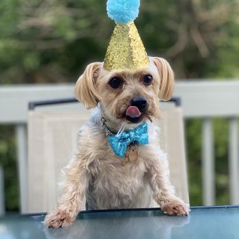 VCA Lakeview Animal Hospital - Veterinarians Near Me - Bountiful, Utah