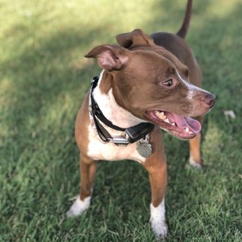 Roscoe Dog Park - Dog Parks Near Me - Goodyear, Arizona Roscoe Dog Park - Dog Parks Near Me - Goodyear, Arizona