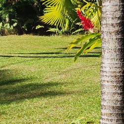 Vierra Gardening Maintenance - Lawn mowing and clearing out a mess in front