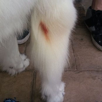 PetSmart - This is what Amy, the grooming mgr did to my dog - Pet Stores Near Me - Stevenson Ranch, California PetSmart - This is what Amy, the grooming mgr did to my dog - Pet Stores Near Me - Stevenson Ranch, California