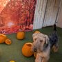 Photo of Fusion Pet Retreat