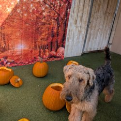 Fusion Pet Retreat - Enjoying the Friday fun treat! Treats in pumpkins