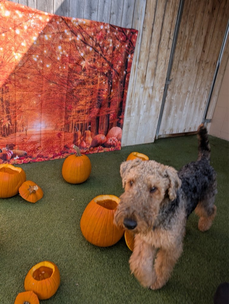 Fusion Pet Retreat - pet boarding facility in Minnetonka, MN