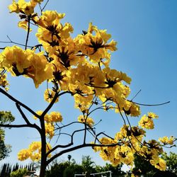 Peppertree Park - Vibrant yellow trumpet-shaped blooms before the tree's leaves appear in the spring