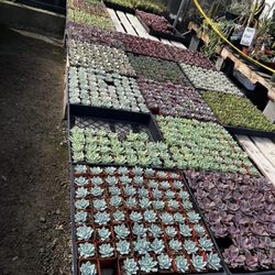Star Succulent Nursery