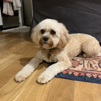 Doggie Styles Pet Grooming - Chloe the Cavapoo after her Full Dog Groom - Pet Groomers Near Me - Brooklyn, New York