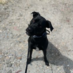 Central Coast: Off Leash K9 Training