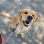 Adventure K9 Ranch and Training