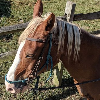 Goldrush Stables - Horseback Riding Near Me - Pigeon Forge, Tennessee