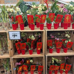 Lucky bamboo
