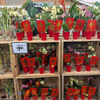 Sprouts Farmers Market - Lucky bamboo - Grocery Near Me - Redondo Beach, California