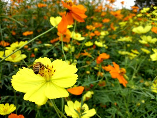 Showa Kinen Park by null