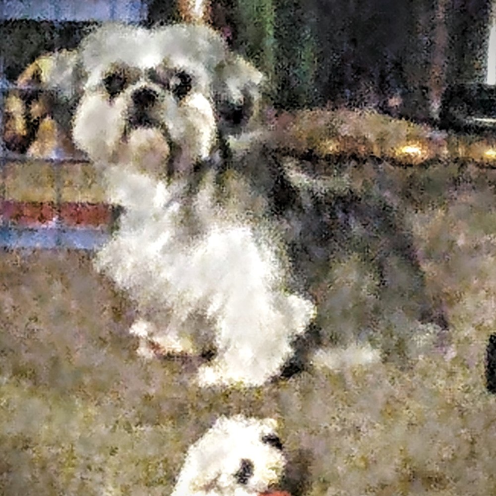 Kruger Animal Hospital - Bonnie Bree - Veterinarians Near Me - Bloomington, Illinois Kruger Animal Hospital - Bonnie Bree - Veterinarians Near Me - Bloomington, Illinois