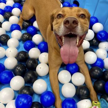 Camp Bow Wow - Pet Training Near Me - Albuquerque, New Mexico