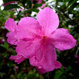 Azalea Azalea