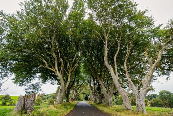 The Dark Hedges by null