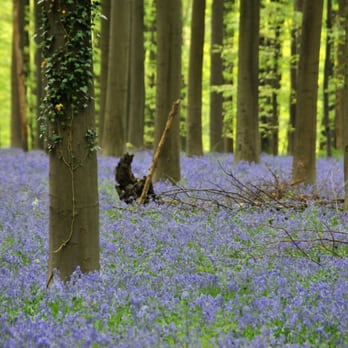 Hallerbos - Botanical Gardens Near Me - Hoeilaart, VBR