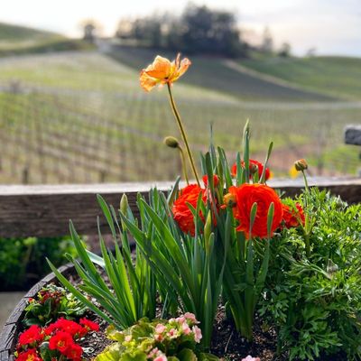 Pride Mountain Vineyards by null